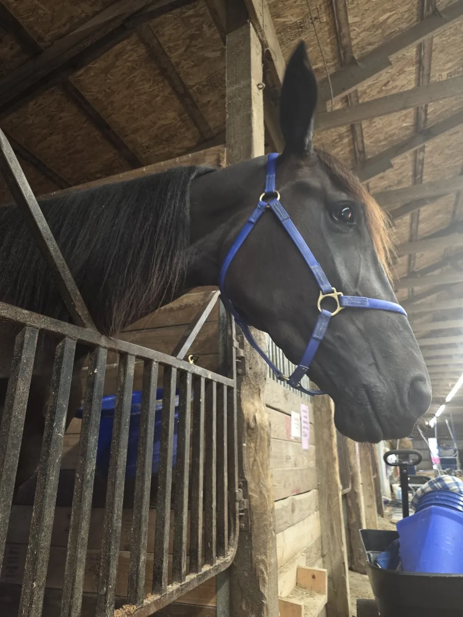Unhynged Cadeau in her stall at the barn