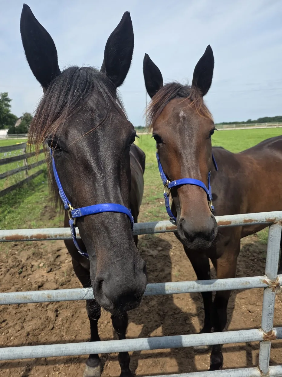 Unhynged Cadeau and Unhynged Adieu wearing blue halters at a metal gate
