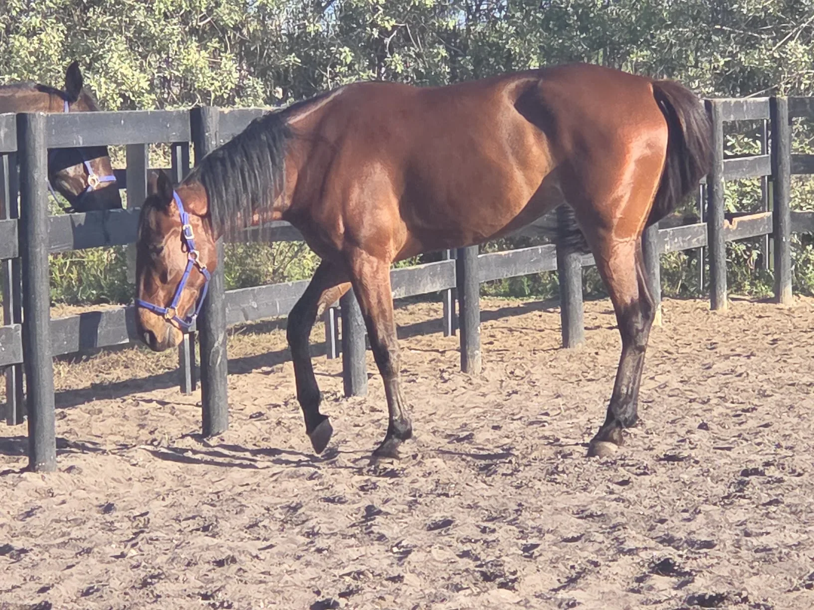 Unhynged Grit in a sand paddock beside a fence