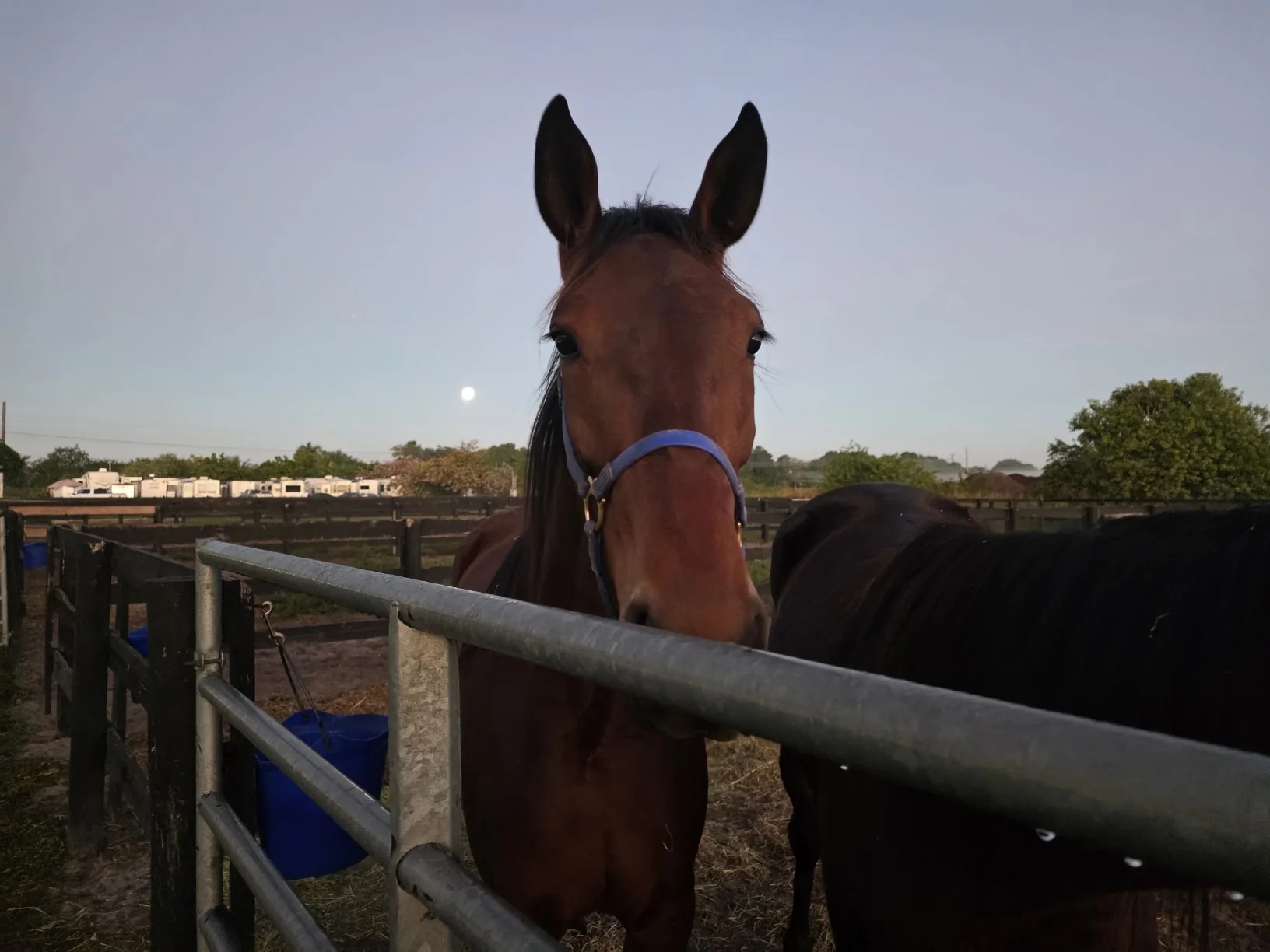 Unhynged Illini looking over a gate at the farm in the early morning